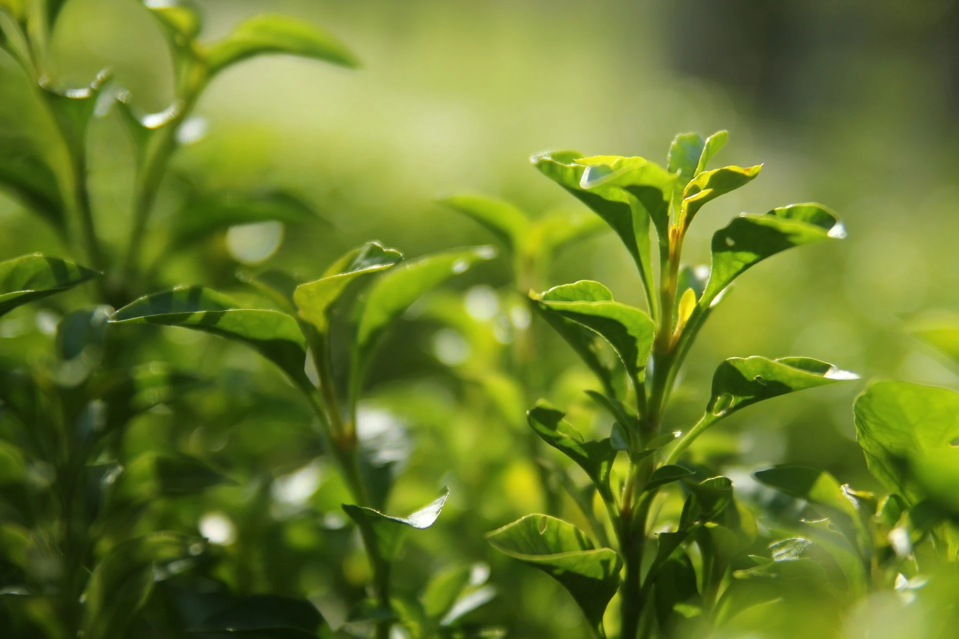 Ilam tea
