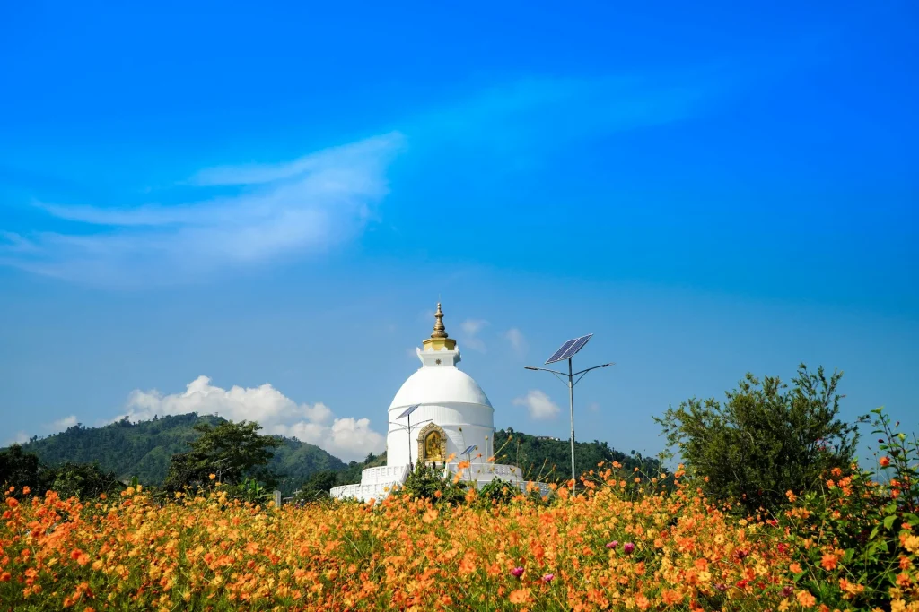 The brilliant white Shanti Stupa (World Peace Pagoda) in Pokhara, Nepal, framed by a vibrant field of blooming orange cosmos flowers under a bright blue sky.